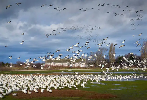 Snow geese land at Garry Point Park to feed and rest. Richmond, British Columbia, Canada.