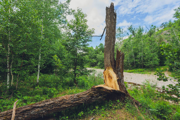 Storm damage. Fallen trees in the forest after a storm