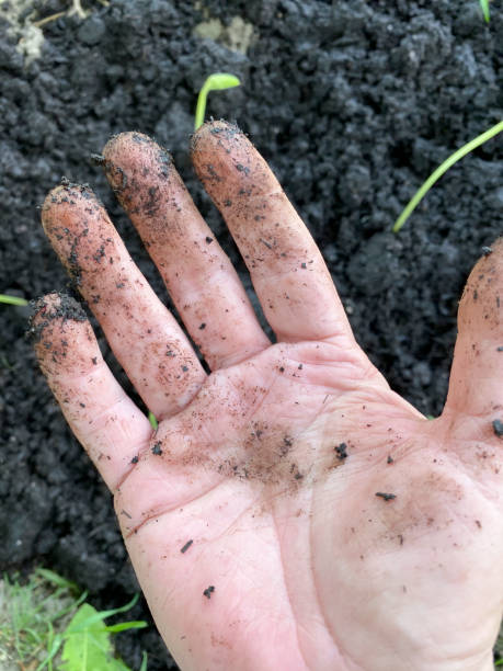 istock Transplanting Bean Plants In The Garden 1296236425