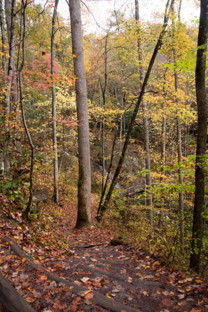 istock Autumn on trail and in the woods 1296237417
