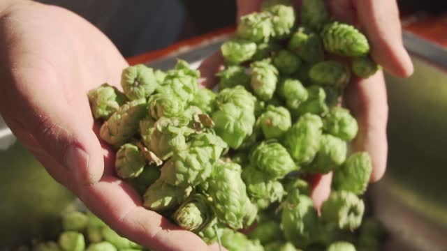 Brewers hands exposing green flowers cone of hop (lupulus) ripe & ready to produce beer