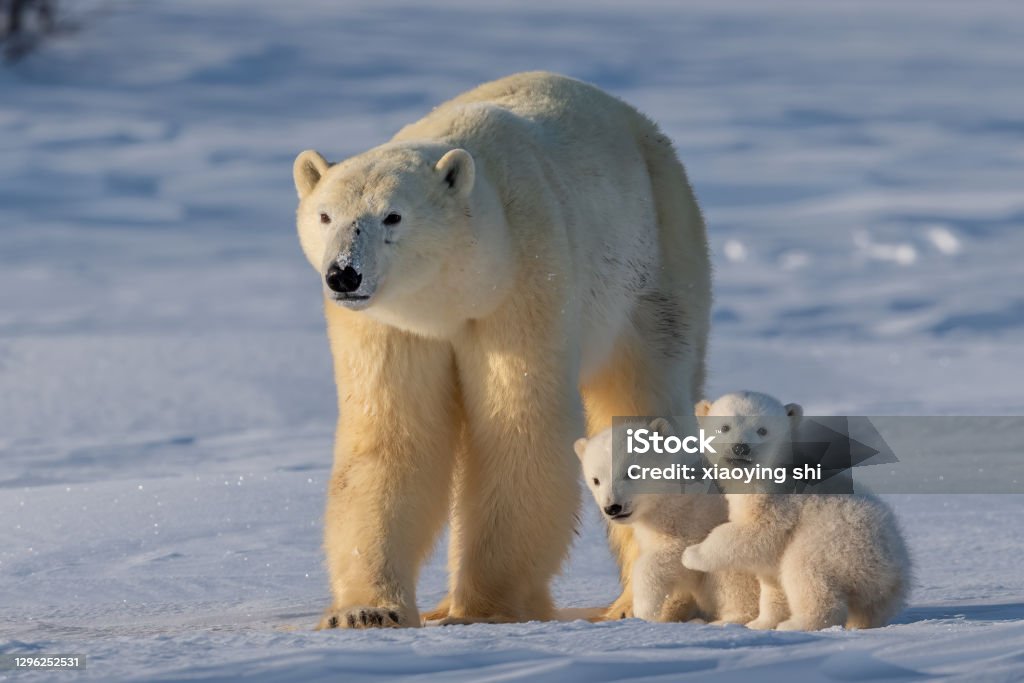 Polar bear Polar bear mother and cubs crossing snowfield, Canada Polar Bear Stock Photo