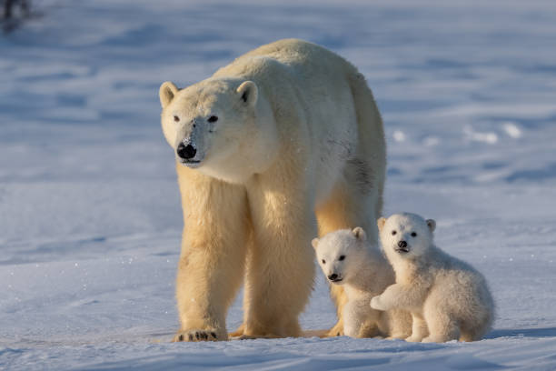 Polar bear Polar bear mother and cubs crossing snowfield, Canada polar bear photos stock pictures, royalty-free photos & images