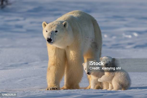 Polar Bear Stock Photo - Download Image Now - Polar Bear, Cub, Canada