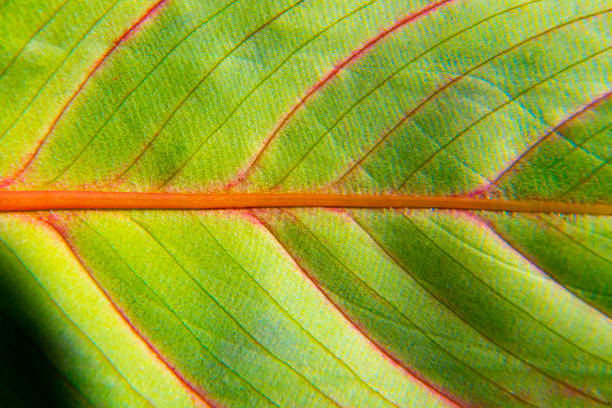 istock macro view of leaf texture, green botany flora 1296253748
