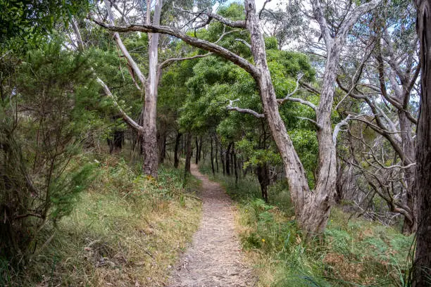 Narrow path through trees near Arthur's Seat, Victoria, Australia