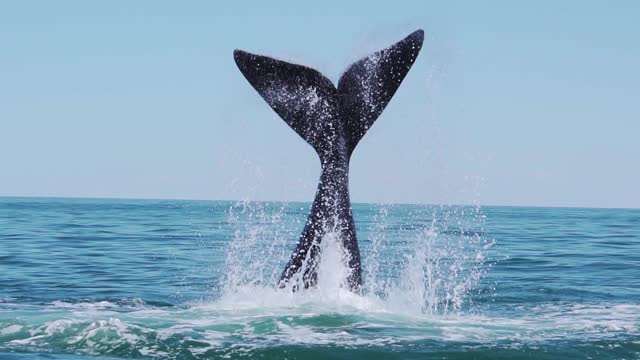 Whale slapping the tail fluke against the surface - Slow motion