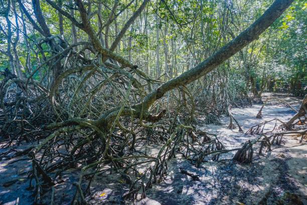 istock Mangrove trees in Baluran park 1296259676