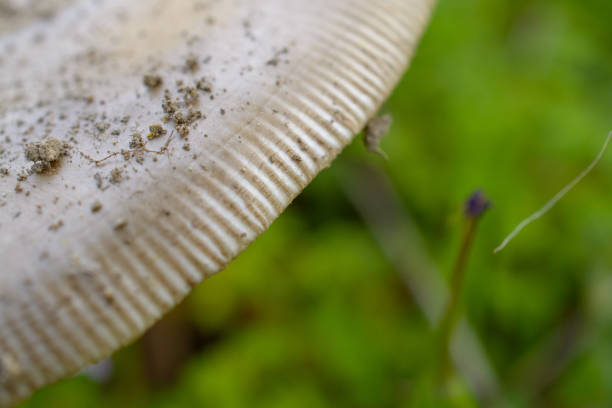 istock Large wild mushroom close up 1296260536