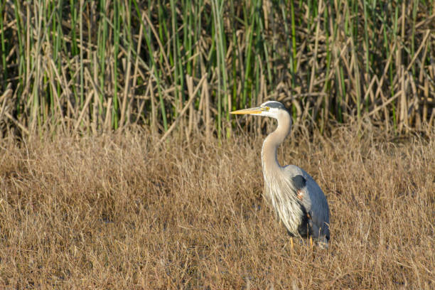 istock Great blue Heron portrait in natural habitat 1296260544