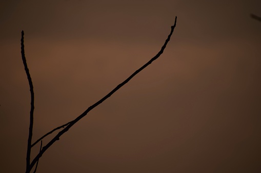 Picture of one wooden stick on orange background