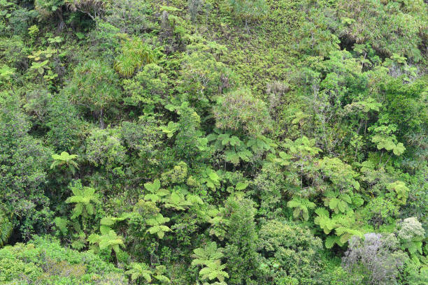istock vegetation of Nuku Hiva 1296262034
