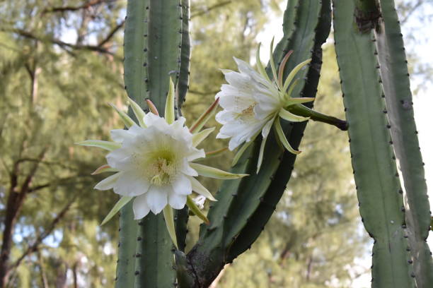 primo-up dei fiori bianchi del cactus di san pedro. un fiore raro che fiorisce di notte e ha una durata molto breve. - san pedro foto e immagini stock