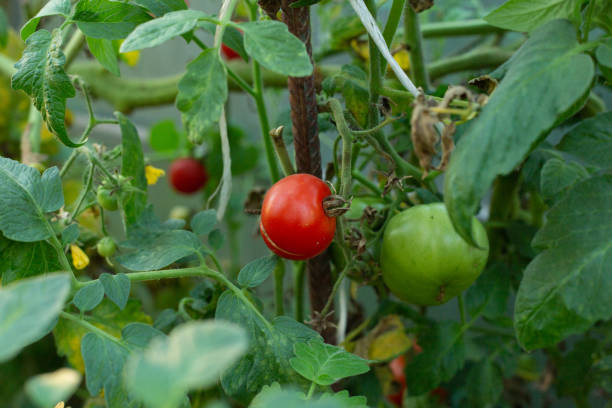 istock ripe tomatoes on branches in a greenhouse 1296264626
