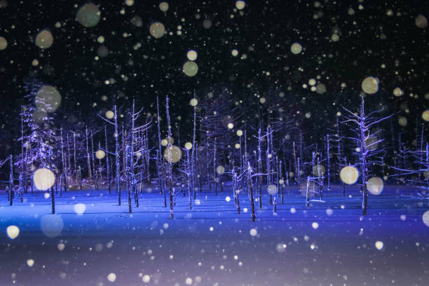 Blue pond illumination in winter. Blue pond illumination light up in winter night at Biei, Hokkaido, Japan. shirogane blue pond stock pictures, royalty-free photos & images