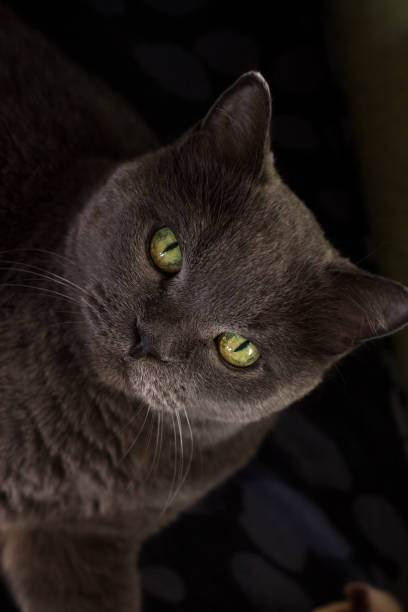 istock Close up portrait of a british scottish fold cat looking around 1296265639