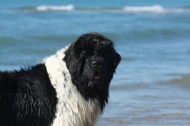 newfoundland dog in summer time pool swimming