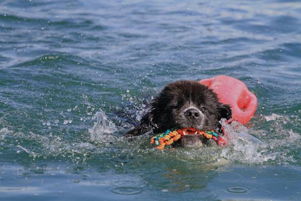newfoundland dog in summer time pool swimming