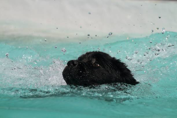 newfoundland dog in summer time pool swimming