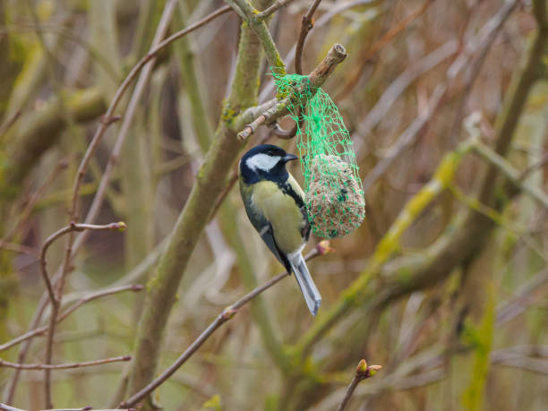 istock great tit hangs on a titmouse dumpling to peck food 1296266606