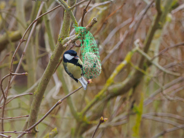 istock great tit hangs on a titmouse dumpling to peck food 1296266611