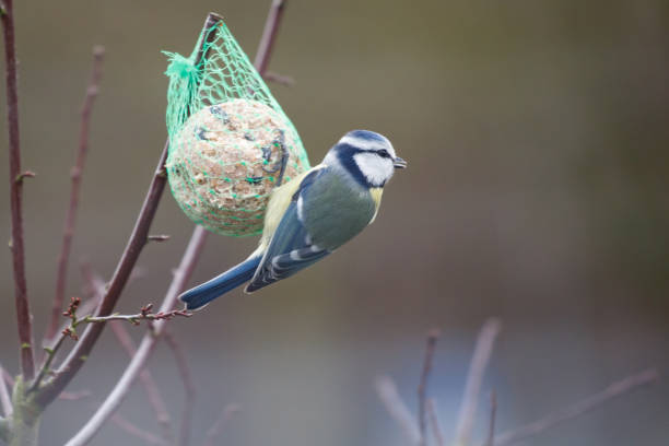 istock blue tit hangs on a titmouse dumpling to peck food 1296266612