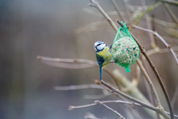 藍山雀掛在山雀餃子上吃食物 - 班蝥 圖片 個照片及圖片檔