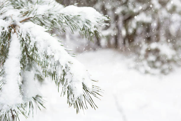 istock Snow-covered trees in the forest after a snowfall. Spruce and pine trees in white, natural background. Long needles of needles, seasons. Copy space 1296268086