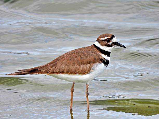 istock Killdeer (Charadrius vociferous) standing in a Florida lake 1296268173