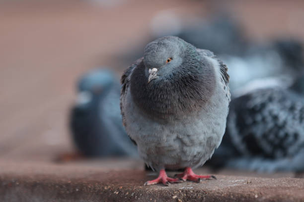 istock City bird dove sitting on the road. 1296268443
