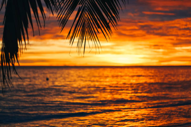 istock Orange sunset in tropical climate with palm trees 1296270320