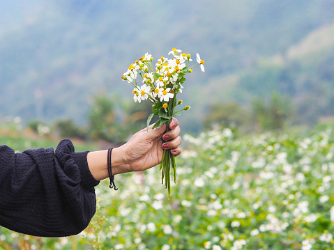 woman hand holding bunch of white wild flowers in the field over mountain background.