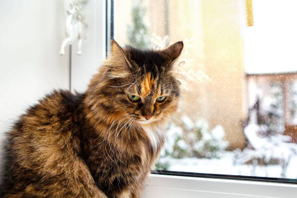 istock Adorable cat at the window on a winter background, close-up. 1296271873