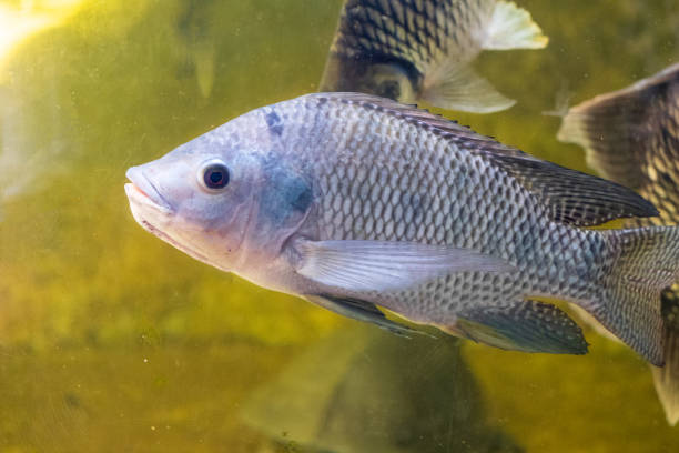 nilo tilapia pesce una delle specie di tilapia nuoto in acqua - tilapia foto e immagini stock