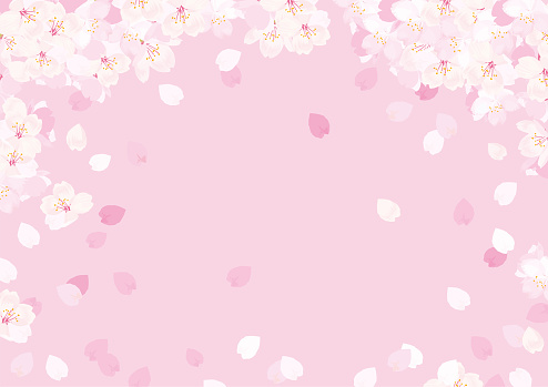 Pink Cherry blossom vector Illustration