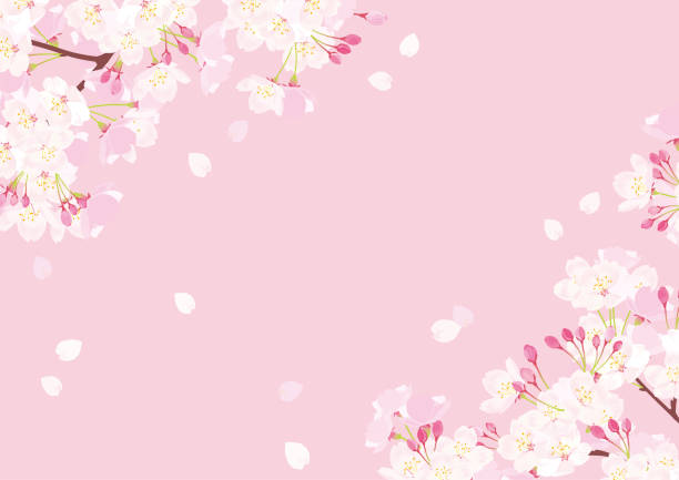 illustrazioni stock, clip art, cartoni animati e icone di tendenza di illustrazione del vettore fiori di ciliegio rosa - cherry tree