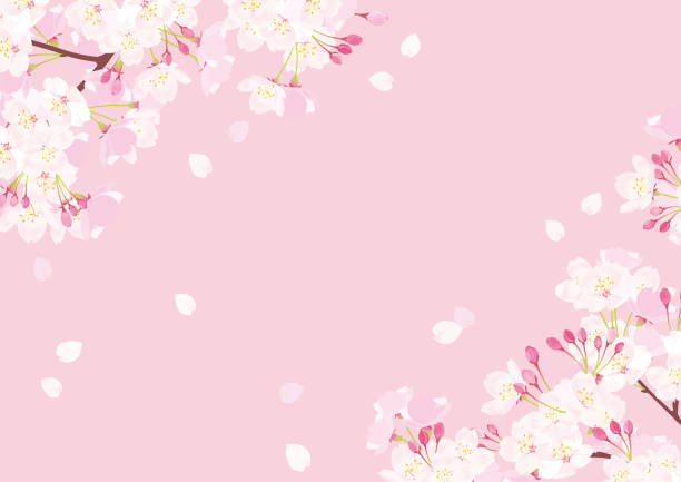 розовый вектор цветения вишни иллюстрация - blossom cherry blossom cherry tree spring stock illustrations