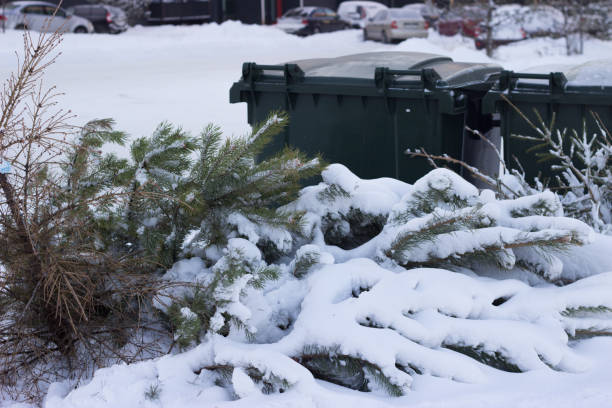 istock Used christmas trees going to dumpster after holidays 1296277050