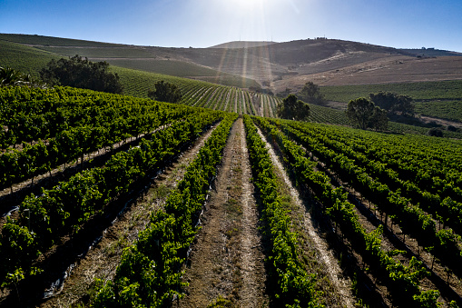 Mid-summer view of vineyards in the Durbanville wine region near Cape Town in the Western Cape, South Africa, shortly before harvesting.