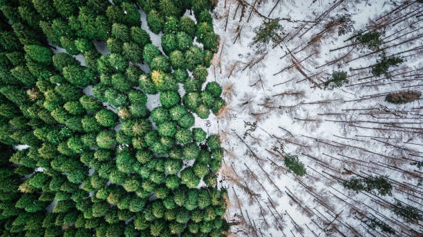 vista abstracta del bosque de pinos desde arriba - deforestación desastre ecológico fotografías e imágenes de stock