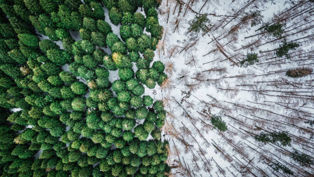 위에서 소나무 숲의 추상적 인 보기 - aerial view landscape scenics snow 뉴스 사진 이미지