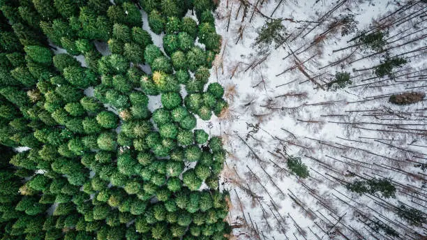 aerial view of pine tree deforestation