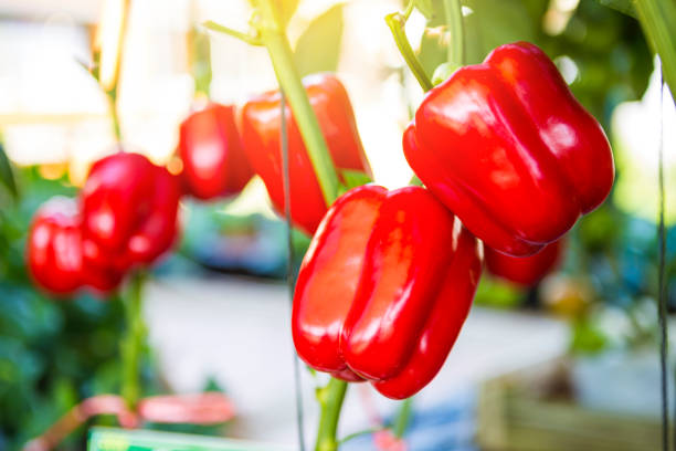 jardín de pimiento rojo, concepto de agricultura - pepper bell pepper growth ripe fotografías e imágenes de stock