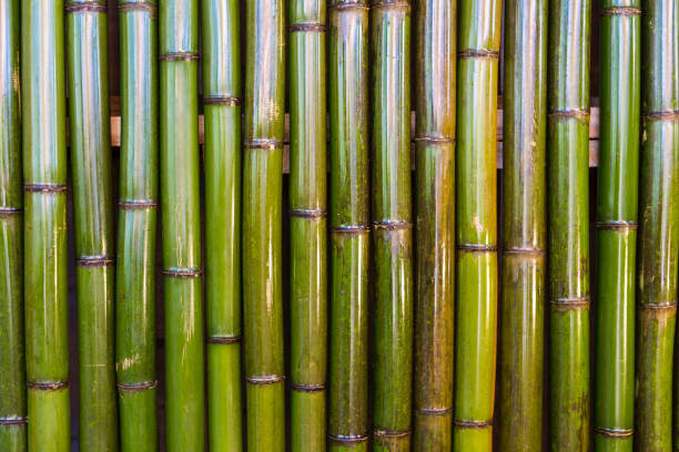 istock Shiny green bambooo wood background, nature material fence 1296281185
