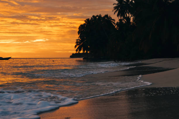 istock Orange sunset in tropical climate with palm trees 1296282196
