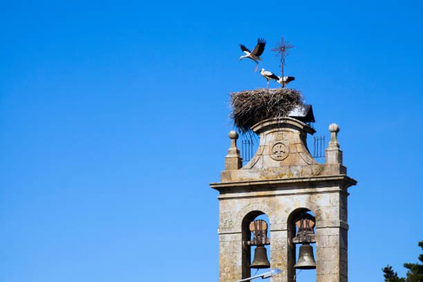 istock Church bell tower and nest with three storks. 1296283478