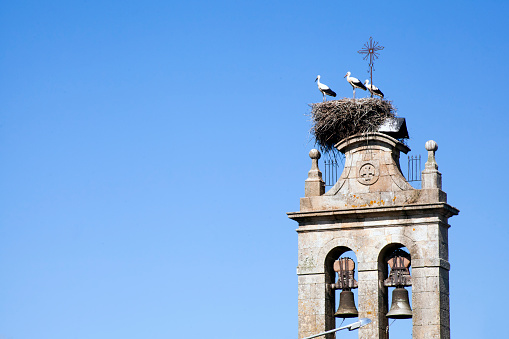 Cattail, ancient church bell tower and storks nest with three young storks standing on it. Lugo province, Ribeira Sacra, Galicia, Spain. Camino de santiago