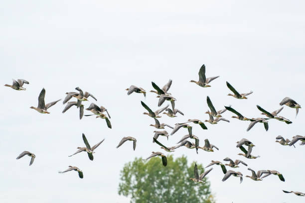 istock A large flock of geese silhouetted against a blue and white sky. Movement, selective focus 1296283563