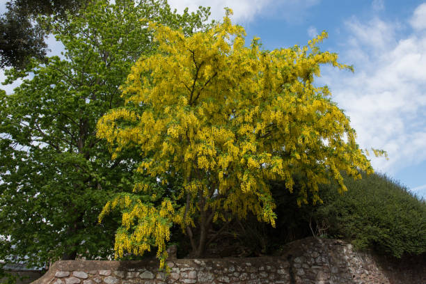 Yellow Spring Flowers of a Common Laburnum Tree (Laburnum anagyroides) in a Woodland Garden in Rural Cumbria, England, UK stock photo