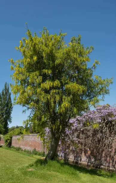 All parts of the Laburnum Tree are Poisonous